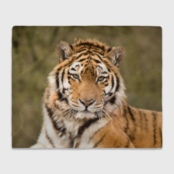 Плед 3D Тигр бывалый