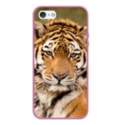 Чехол для iPhone 5/5S матовый Тигр бывалый