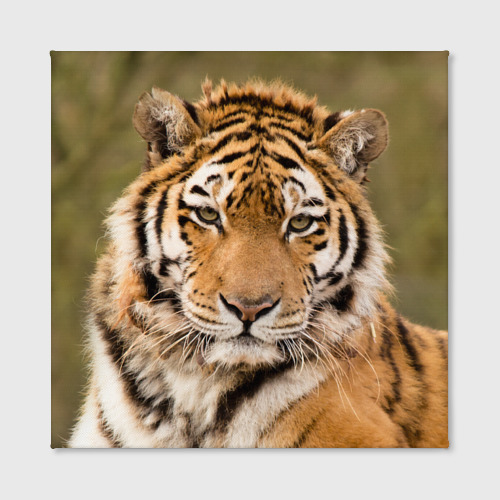 Холст квадратный Тигр бывалый, цвет 3D печать - фото 2