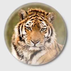 Значок Тигр бывалый