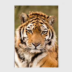 Постер Тигр бывалый