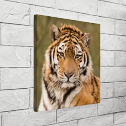 Холст квадратный Тигр бывалый - фото 2