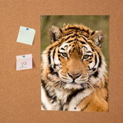 Постер Тигр бывалый - фото 2