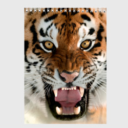 Скетчбук Тигр молодой агрессивный