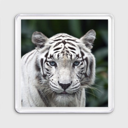 Магнит 55*55 Белый тигр