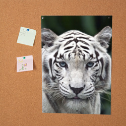Постер Белый тигр - фото 2