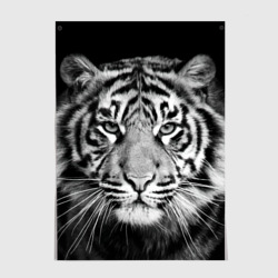 Постер Тигр
