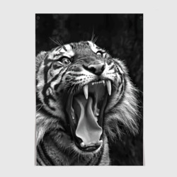 Постер Тигр  зевает