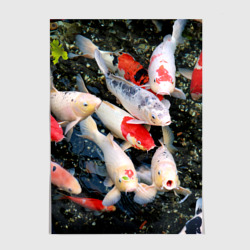 Постер Koi Fish (карпы кои)