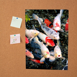 Постер Koi Fish карпы кои - фото 2