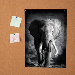 Постер Слон идущий навстречу  - фото 2