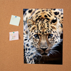Постер Леопард - фото 2