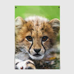 Постер Котёнок гепарда