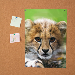 Постер Котёнок гепарда - фото 2