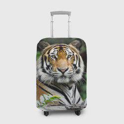 Чехол для чемодана 3D Тигр в джунглях