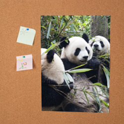 Постер Семейка панд - фото 2