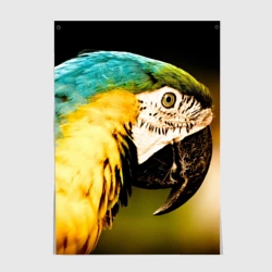 Постер Попугай
