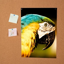 Постер Попугай - фото 2