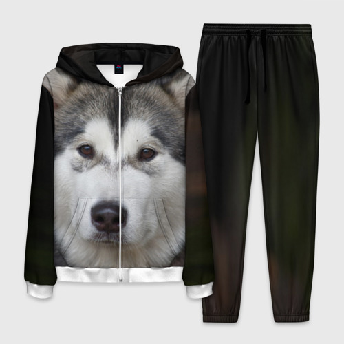 Хаски мужские "беркут". Одежда для собак. Одежда для хасок. Комбинезон для хаски. Одежда для хасок.