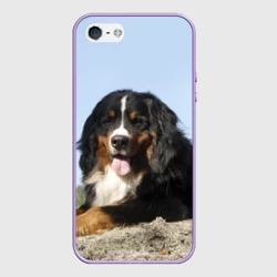 Чехол для iPhone 5/5S матовый Бернский зенненхунд