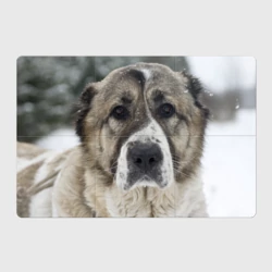 Магнитный плакат 3Х2 САО алабай