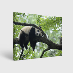 Холст прямоугольный Панда спит на ветке