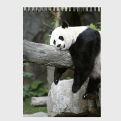 Скетчбук Большая уставшая панда