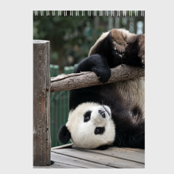 Скетчбук Паркур панда