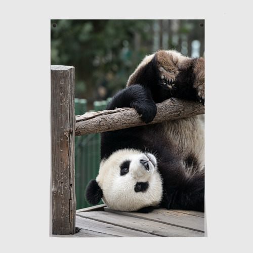 Постер Паркур панда