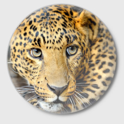 Значок Леопард