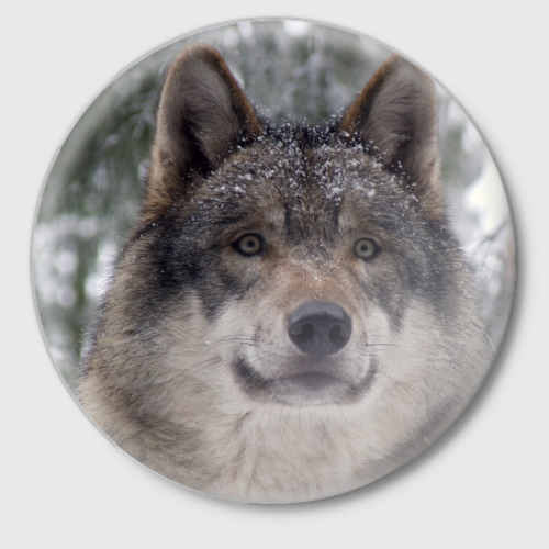 Значок Серый волк