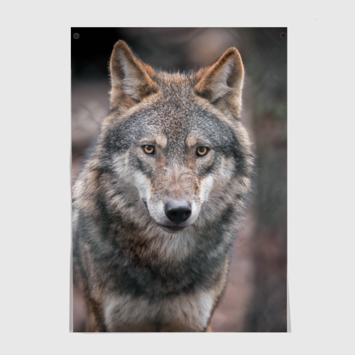 Постер Волк - санитар леса