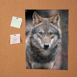Постер Волк - санитар леса - фото 2