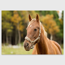 Поздравительная открытка Лошадь