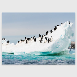 Поздравительная открытка Пингвины на айсберге