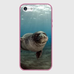 Чехол для iPhone 5/5S матовый Тюлень под водой