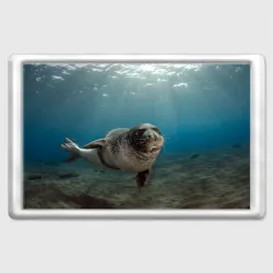 Магнит 45*70 Тюлень под водой