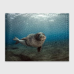 Обложка для студенческого билета Тюлень под водой