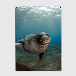 Постер Тюлень под водой