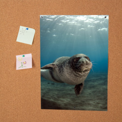 Постер Тюлень под водой - фото 2