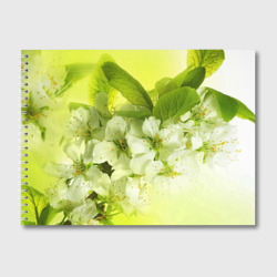 Альбом для рисования Цветы яблони