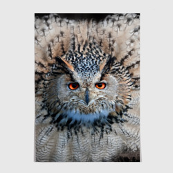 Постер Сова