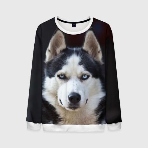 Хаски в костюме. Дождевик для хаски. Хаски в одежде. Хаски в одежде. Одежда для собак хаски.