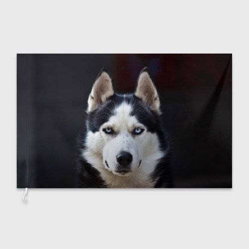 Хаски эмблема. Husky premium логотип. Аляскинский хаски. Такси 2412. Хаски логотип.