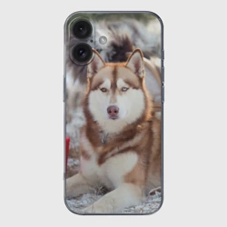 Чехол для iPhone 16 силиконовый с защитой камеры Хаски