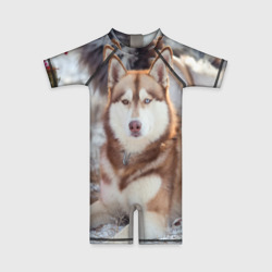 Детский купальный костюм 3D Хаски