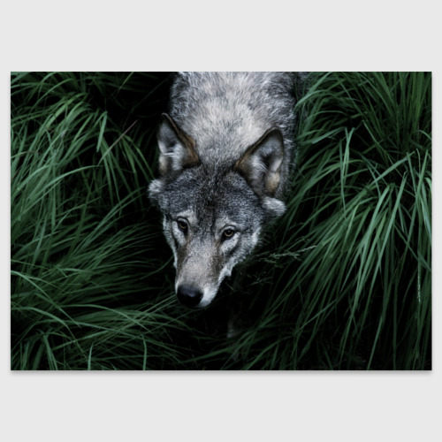jasminne Wolf dog, Wolf photography, Sleeping wolf