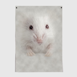 Постер Крыса