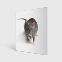 Холст квадратный Крыса