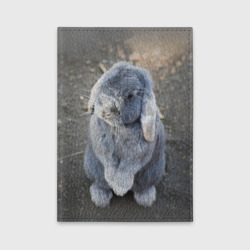 Обложка для автодокументов Кролик